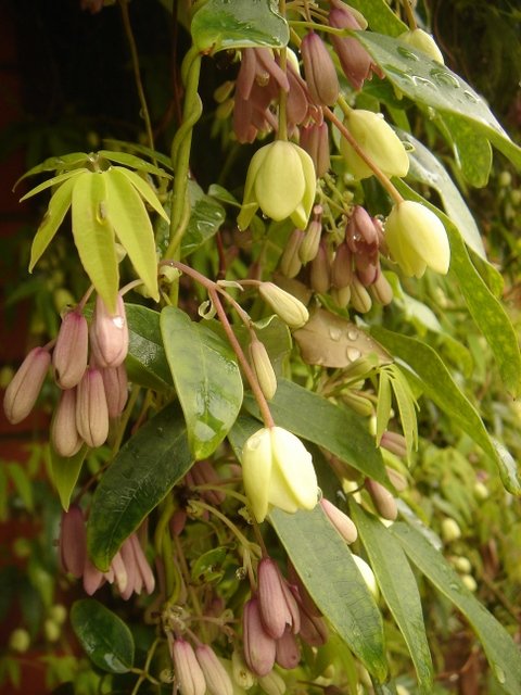 Holboellia latifolia
